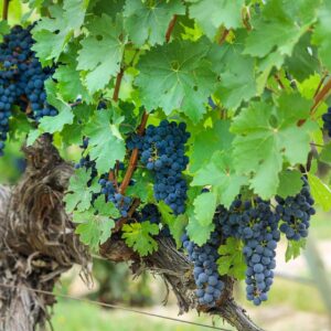 Grapes Grapevines Grapevine  - designerpoint / Pixabay