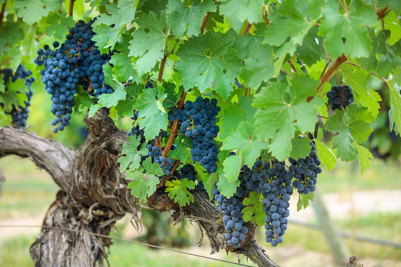 Grapes Grapevines Grapevine  - designerpoint / Pixabay